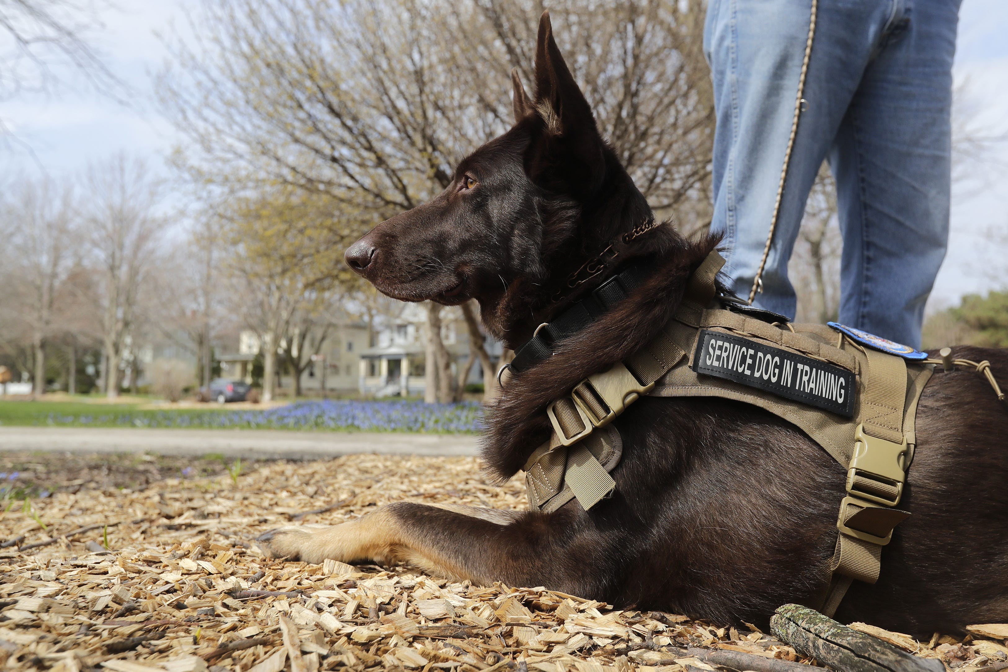 white paws german shepherd